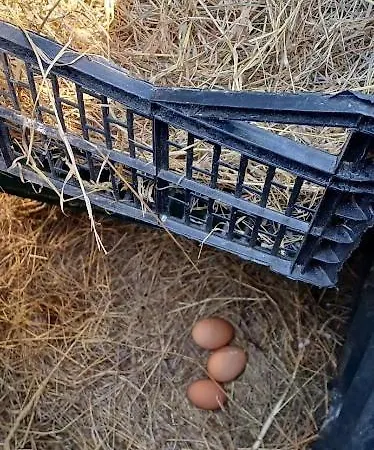 Polo Estate With A River As A Pool Near Saint-emilion Dom wakacyjny Guîtres