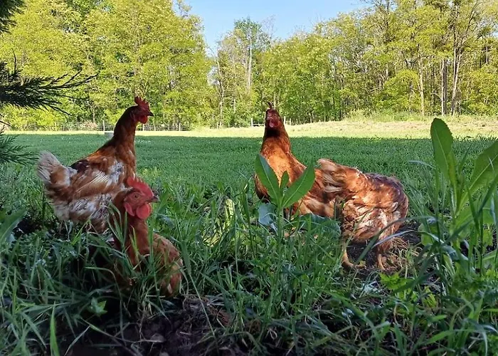 Ferienhaus Polo Estate With A River As A Pool Near Saint-emilion